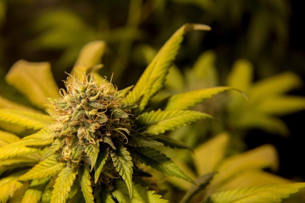 Cannabis Influencers