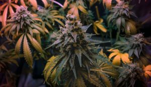 Cannabis Myths Debunked