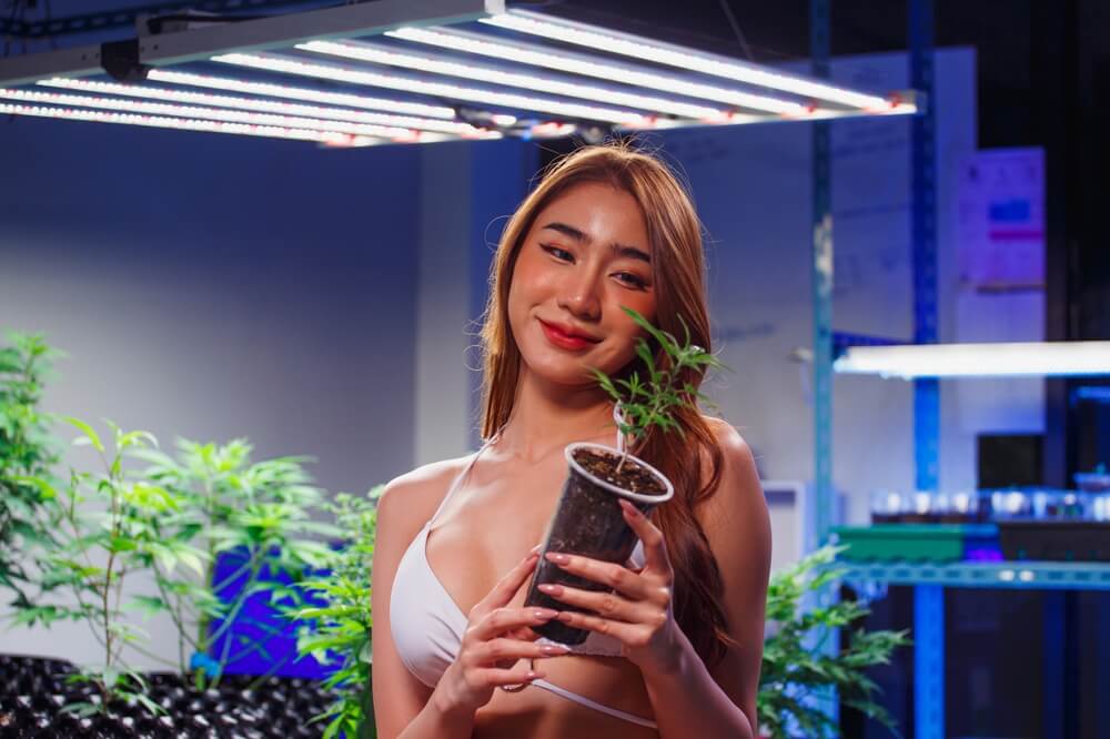 Buying Cannabis In Bangkok in 2025