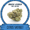 CITRUS SHERBET