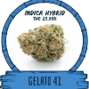 GELATO 41