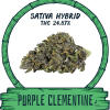 PURPLE CLEMENTINE