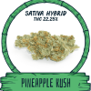 PINEAPPLE KUSH
